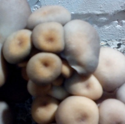 Bolile de ciuperci de stridii - expert de stridii