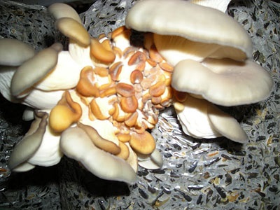 Bolile de ciuperci de stridii - expert de stridii