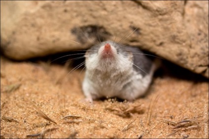 Shrew, decât este util sau periculos pentru fermieri și fermieri de camioane, fotografii ale rozătoarelor