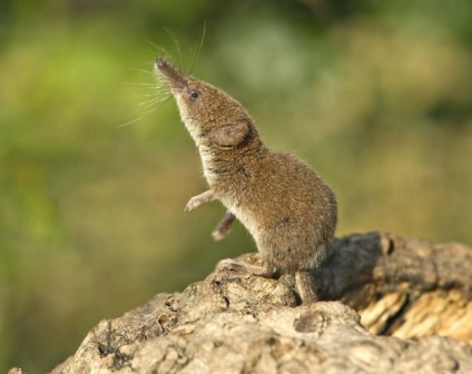 Shrew, decât este util sau periculos pentru fermieri și fermieri de camioane, fotografii ale rozătoarelor