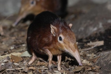 Shrew, decât este util sau periculos pentru fermieri și fermieri de camioane, fotografii ale rozătoarelor