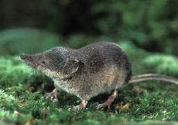 Shrew redevență