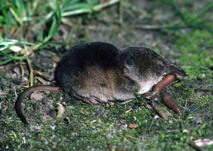 Shrew redevență