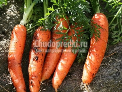 Salata de morcov pentru iarna cele mai bune retete cu o fotografie