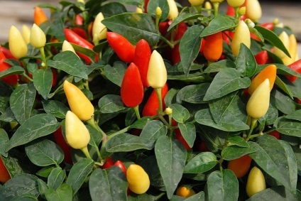 Capsicum annuum mix (ardei) - magazin online - adeniu acasă din semințe în plante