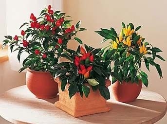 Capsicum annuum mix (ardei) - magazin online - adeniu acasă din semințe în plante