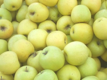 Ceea ce este bun pentru o varietate de mere este auriu, caracterizare, plantare și îngrijire