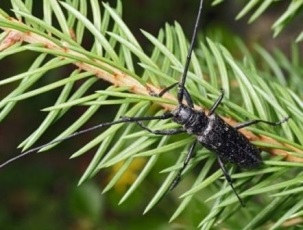 Negru mustaches din genul monochamus, oficial ses saneepidemstantsiya