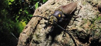 Negru mustaches din genul monochamus, oficial ses saneepidemstantsiya