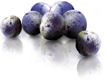 Blueberry, mandura este o afacere de mari posibilități!