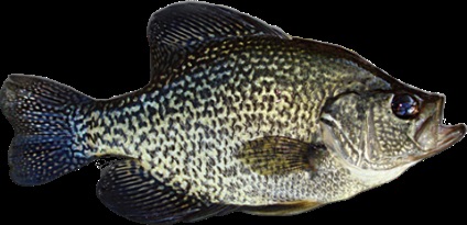 Black Crappie