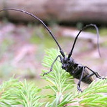 Marmură de pin negru (monochamus galloprovincialis) - descriere, măsuri de control, fotografie