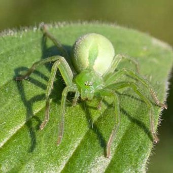 Ce să faci dacă păianjenul verde a pornit acasă
