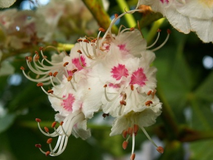 Arbore castanic