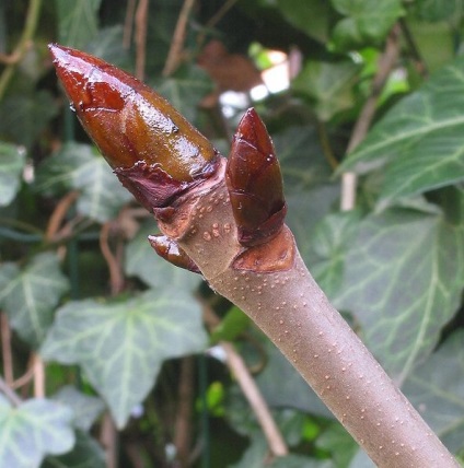 Tree Aesculus кестен