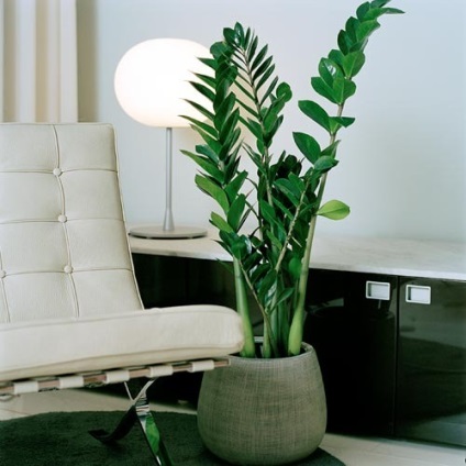 Design interior cu plante de interior
