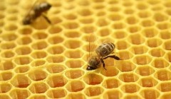 De ce nu-i înțepenit o albină