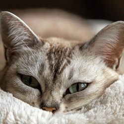 Prevenirea pe termen lung a estrului la pisici - totul despre pisici și pisici cu dragoste