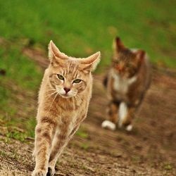Prevenirea pe termen lung a estrului la pisici - totul despre pisici și pisici cu dragoste