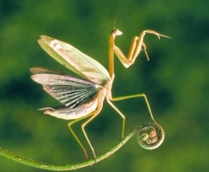 Acasă specii de insecte, fotografie și nume