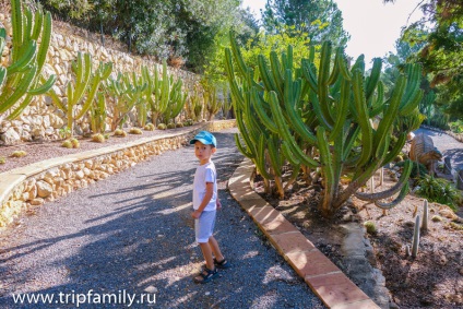 Obiectivele parcului sunt cactusii și dinozaurii, iar cascadele algarului, Ekaterina Batova -