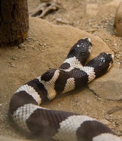 Kétfejű kígyók élő jelek az ősi mítoszokról