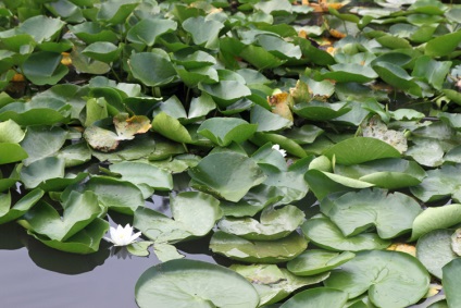 Excursie la Lacul Skadar