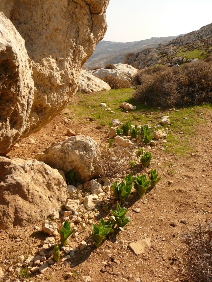 Excursie la Wadi Celt și sursa lui Ein-Prat