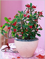 Euphorbia (spurge)