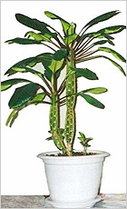 Euphorbia (spurge)