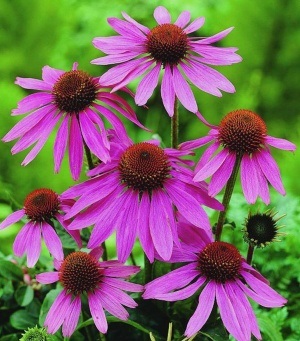 Echinacea pentru imunitate