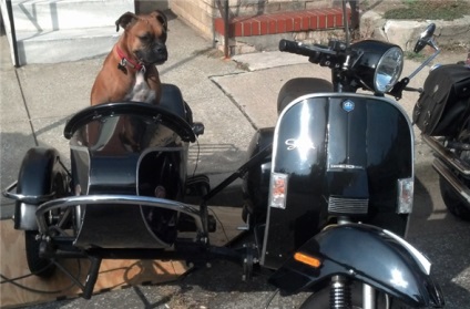 Conducerea în timp ce stătea povestea câinilor pe motociclete - un documentar despre câinii care călătoresc în