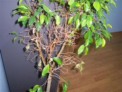 Ficus benjamin plecarea, cauze de frunze care se încadrează