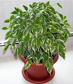 Ficus benjamina грижи, причинява листопада