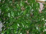 Ficus benjamin plecarea, cauze de frunze care se încadrează