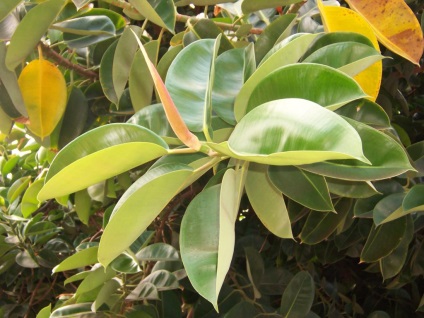 Ficus Benjamin otthoni ápolás