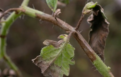 Phytophthora - totul despre ea