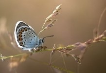 Proiectul fotografic al mimeiului fotografului parizian seba janiaka