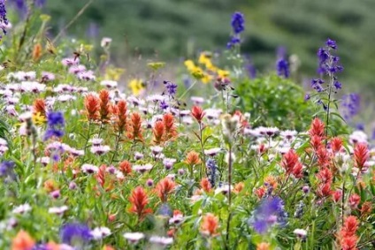 Photorepory pe tema - frumusețea plantelor - (clasa a II-a)