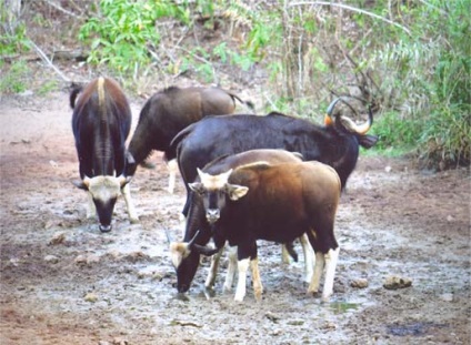 Gaur sau bizon asiatic (bos frontalis)