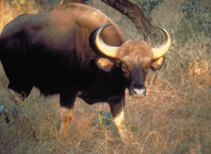 Gaur sau bizon asiatic (bos frontalis)