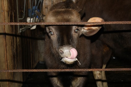 Gaur sau bizon asiatic (bos frontalis)