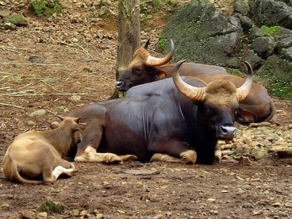 Gaur sau bizon asiatic (bos frontalis)