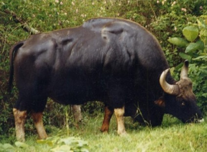 Gaur sau bizon asiatic (bos frontalis)