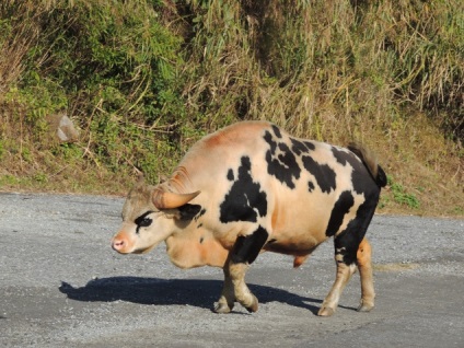 Gaur - cel mai mare taur de pe planetă