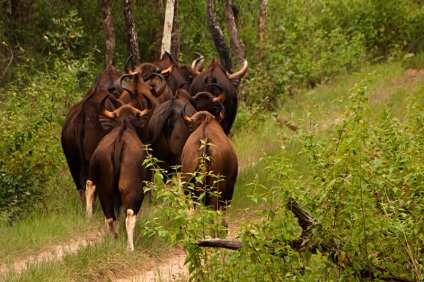 Gaur - cel mai mare taur de pe planetă