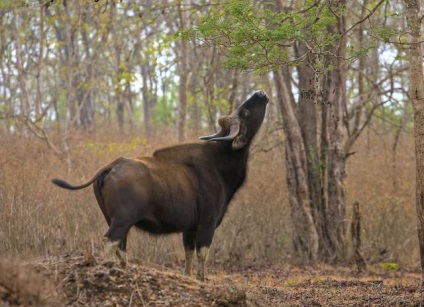 Gaur - cel mai mare taur de pe planetă