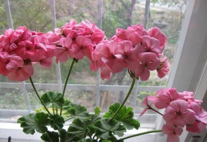 Geranium proprietati utile si actiune terapeutica a unei flori, video si fotografii