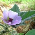 Geranium proprietati utile si actiune terapeutica a unei flori, video si fotografii