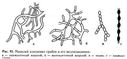 IV. Fejezet - - - penészgombák